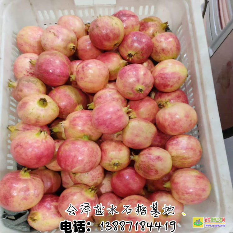 香港突尼斯軟籽石榴價格 突尼斯籽(子)石榴樹苗基地 鹽水軟籽(子)石榴
