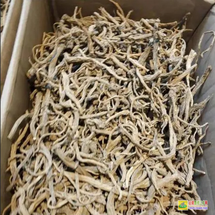 土黨參苗圖片 仙茅袋苗價(jià)格 土黨參苗廠家