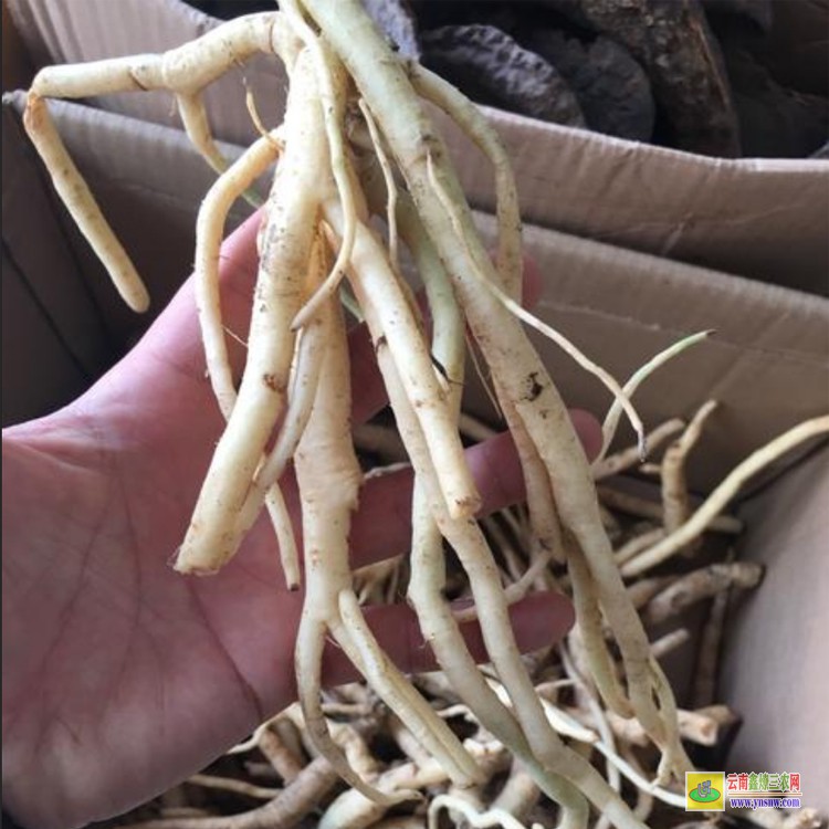 土黨參育苗方法 仙茅袋苗價格 土黨參苗廠家