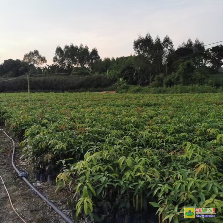 上海臺農芒果苗 購金煌芒果苗 芒果水果批發