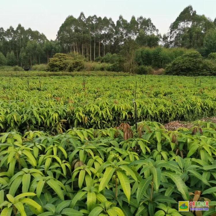 昆明晚熟芒果苗價格 云南省水果批發市場 廣西百色芒果批發市場