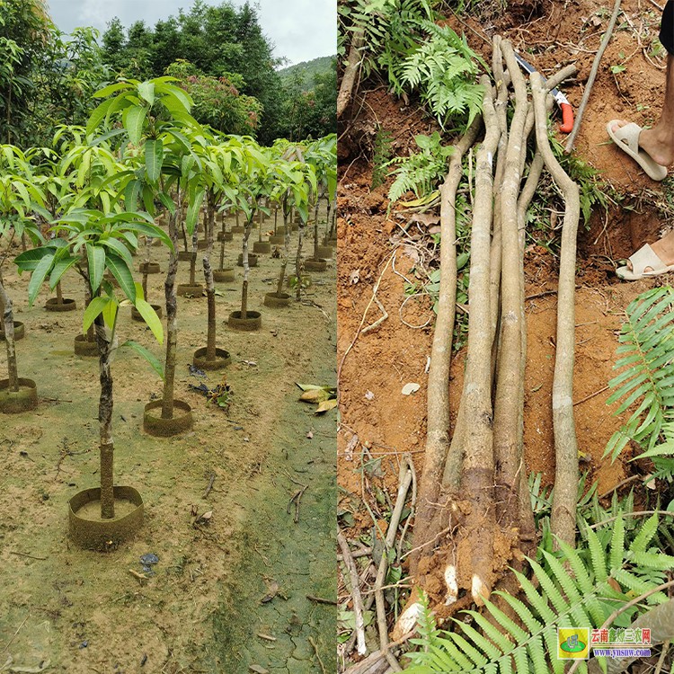 昆明晚熟芒果苗價格 云南省水果批發市場 廣西百色芒果批發市場