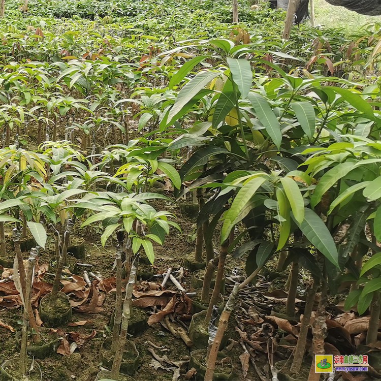 昆明晚熟芒果苗價格 云南省水果批發市場 廣西百色芒果批發市場