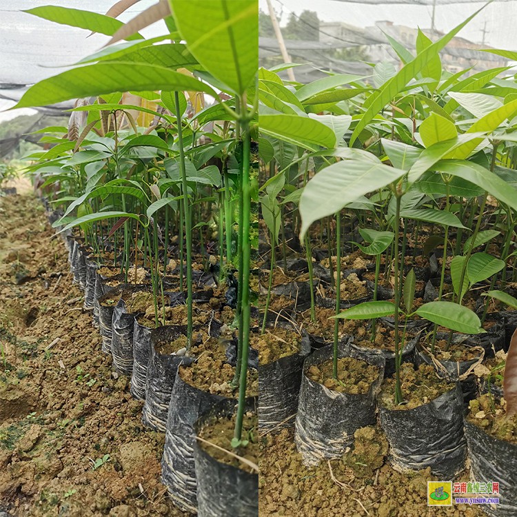 陜西采購芒果苗 云南臨滄青芒果批發 批發水果芒果