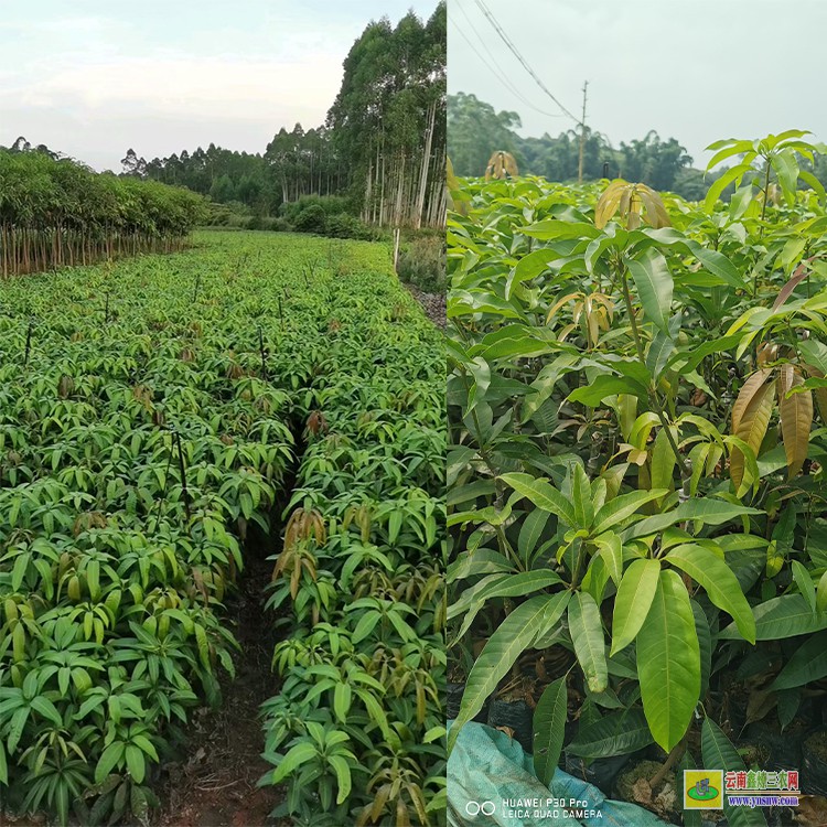 廣東臺農芒果苗 金煌芒果苗批發 芒果水果批發網