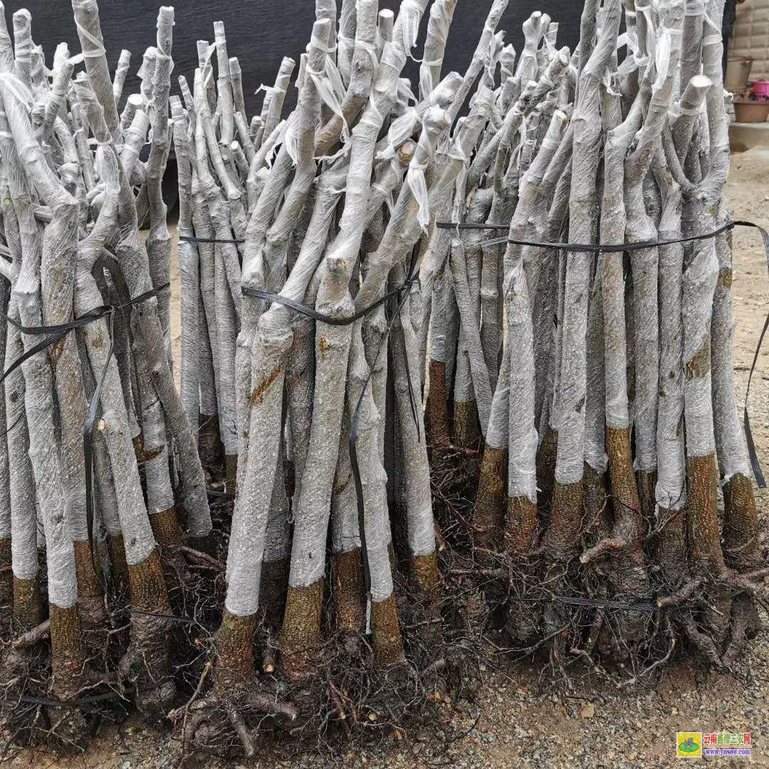 曲靖貴妃芒果苗 芒果苗金煌品種 芒果批發(fā)市場(chǎng)
