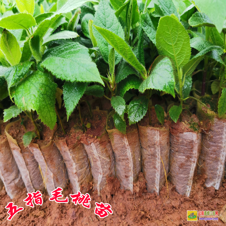 元陽毛桃苗哪里有 五指毛桃苗基地 毛桃苗供應(yīng)商