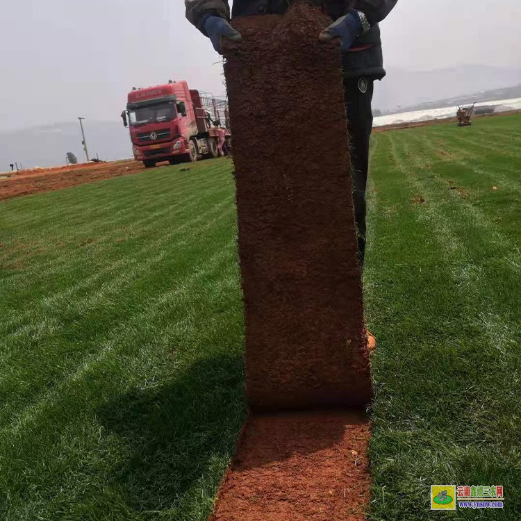 西雙版納人造草坪種子 草坪基地行情 景觀草坪批發