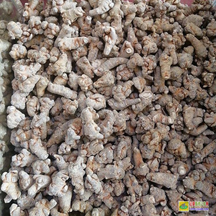 藤三七價格 土三七哪里有 云南土三七什么樣