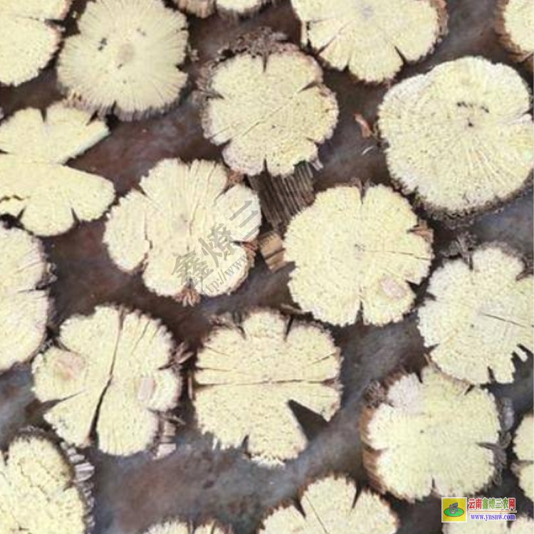 能種植通草的地方 川木通圖片 云南通草價格多少錢一斤