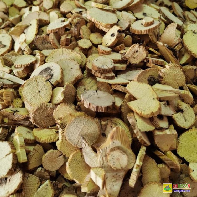 能種植通草的地方 川木通圖片 云南通草價格多少錢一斤