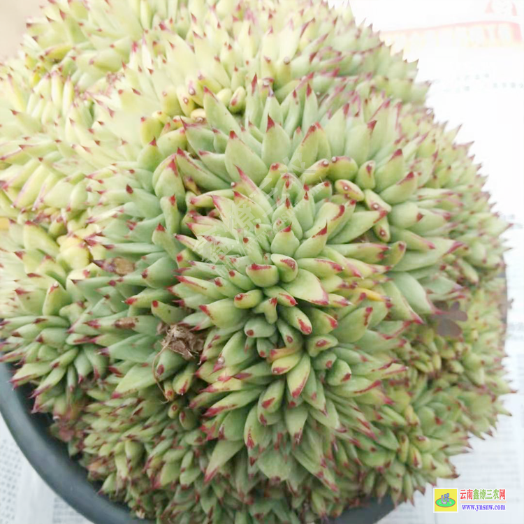 香港植物圖片大全 價(jià)格一覽表 植物價(jià)格表
