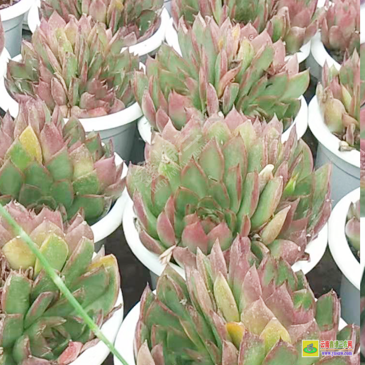 香港植物圖片大全 價(jià)格一覽表 植物價(jià)格表