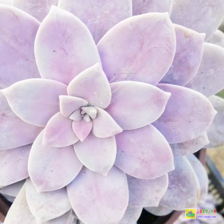 北京直播聯系 價格排名 批發植物去哪