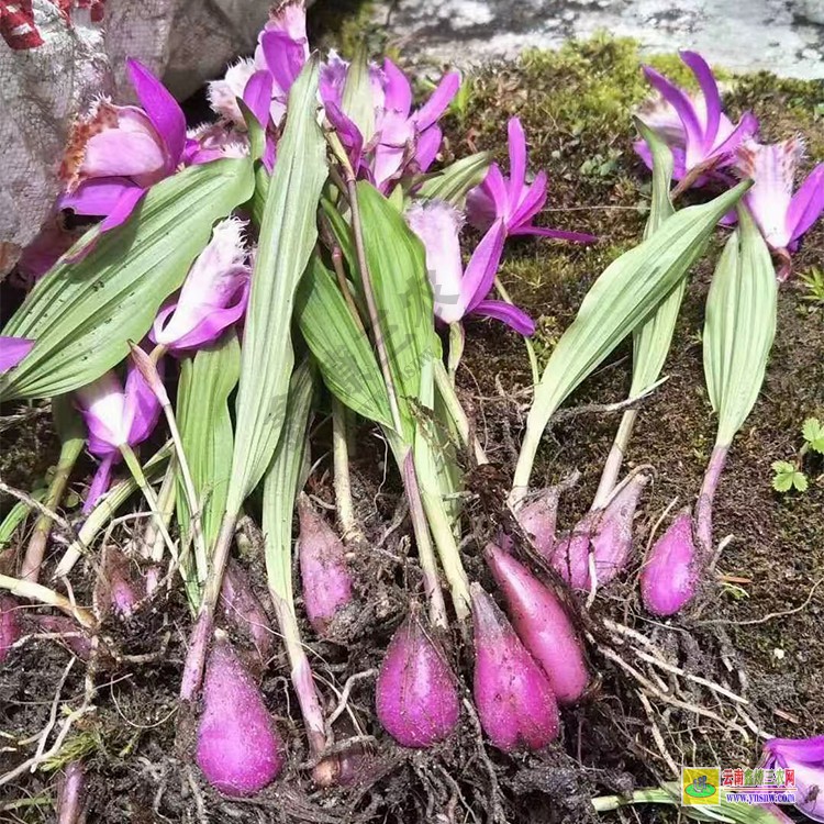 昆明昆明組培冰球子苗 云南冰球子苗批發 山芋頭冰球子一畝地栽種多少苗