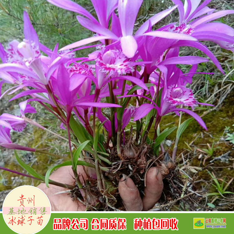 遼寧吉林冰球子苗價格 云南冰球子苗批發 山芋頭冰球子一畝地栽種多少苗