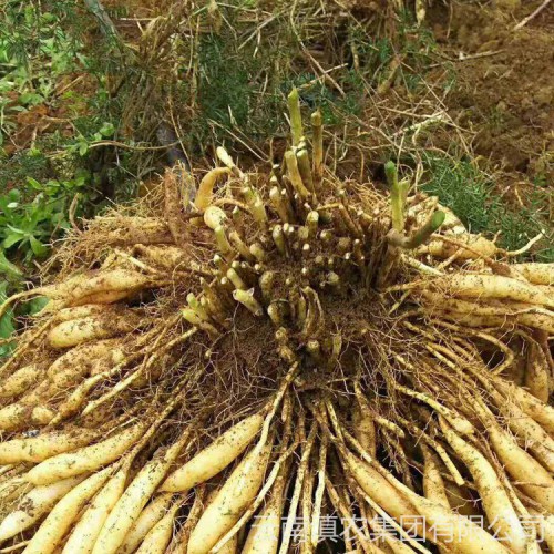 天冬苗供應(yīng) 天門冬種苗批發(fā) 天冬種苗價(jià)格 天冬種植圖片