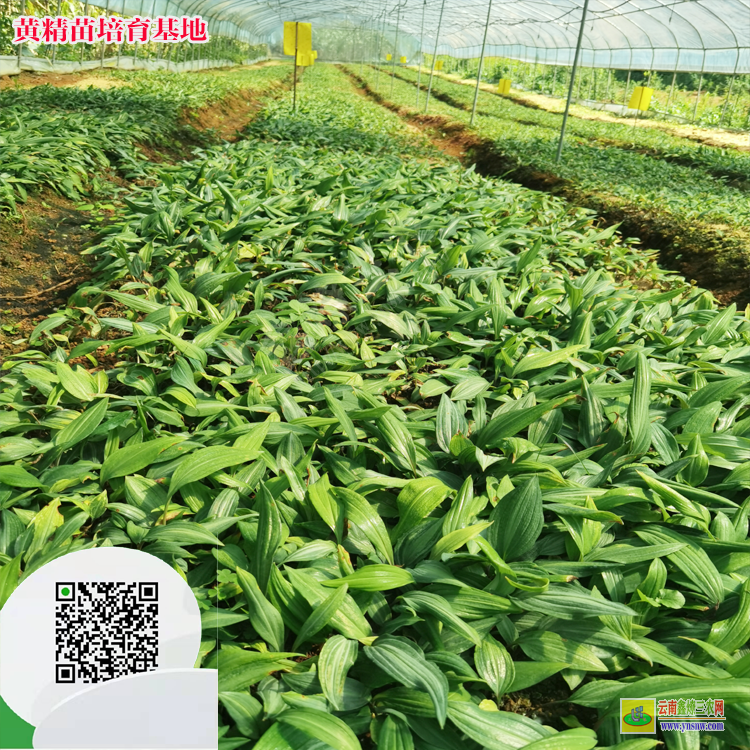 鳳岡縣哪里有黃精苗批發 種植黃精幾年可以采收 大黃精種植基地在哪