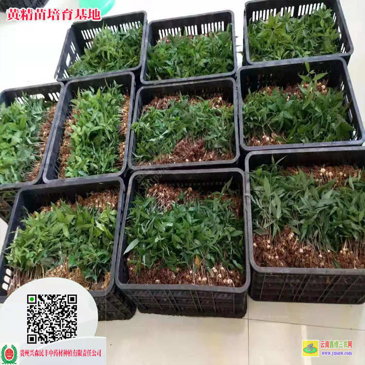 松桃縣貴州農(nóng)業(yè)黃精苗 貴州雞頭黃精苗價(jià)格興森民豐 哪里有黃精種苗
