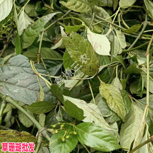 草珊瑚,又名腫節(jié)風(fēng)現(xiàn)在價(jià)格是多少錢?