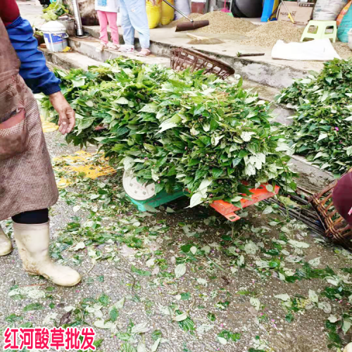酸草 全國(guó)酸草銷售是多少 云南哪里有酸草賣