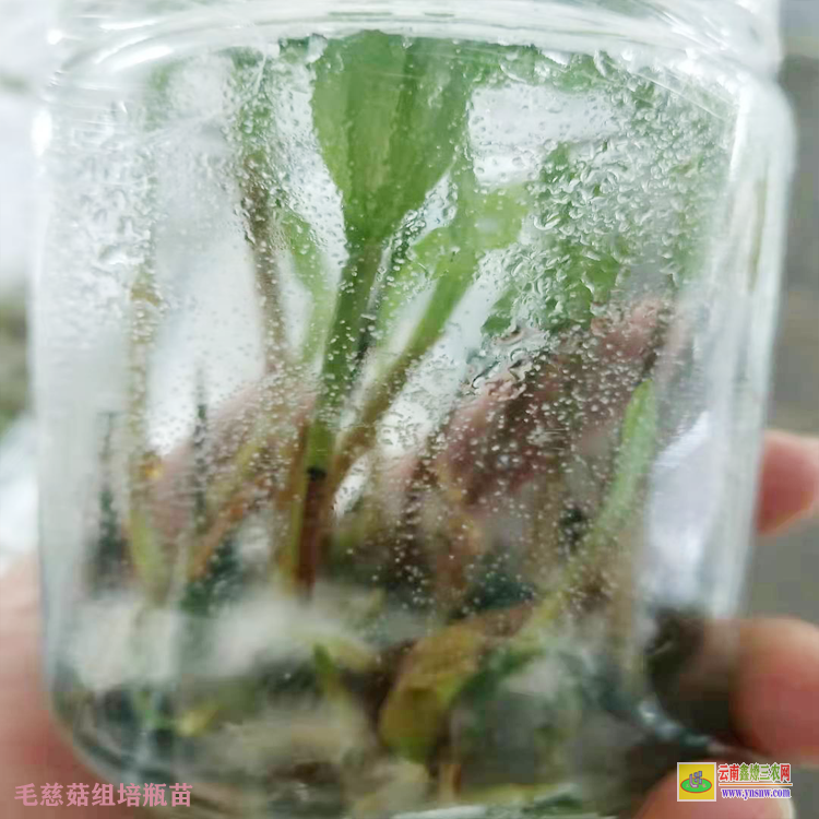 尋甸毛慈菇苗價格 毛慈菇苗什么方能購到 毛慈菇苗子