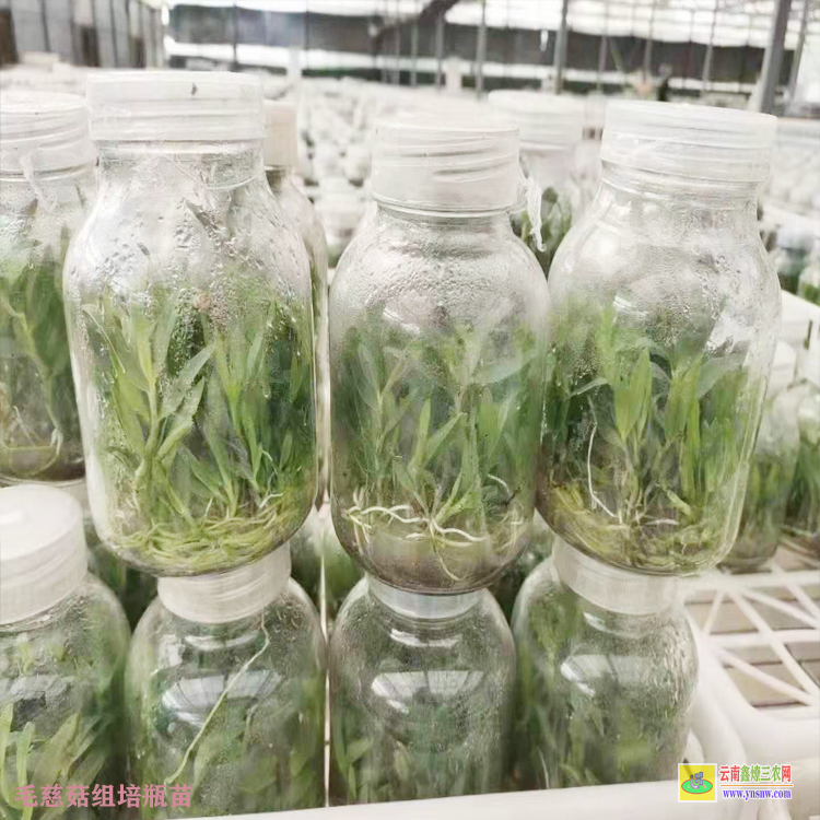 尋甸毛慈菇苗價格 毛慈菇苗什么方能購到 毛慈菇苗子
