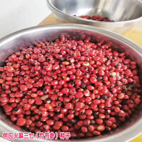 云南竹節(jié)參多少錢(qián)一斤 云南竹節(jié)參種植基地 云南竹節(jié)參價(jià)格