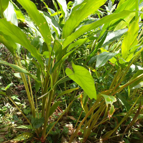 供應苗高30公分以上的優質草果苗100萬棵