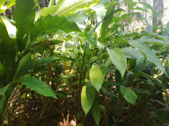 草果芽哪里能買到呢@文山草果芽限量銷售信息圖1