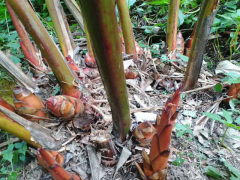 紅河元陽(yáng)哪里有草果$產(chǎn)地草果目前批發(fā)價(jià)格%河口哪里有草果賣圖1