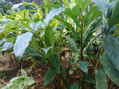 紅河元陽(yáng)哪里有草果$產(chǎn)地草果目前批發(fā)價(jià)格%河口哪里有草果賣圖3