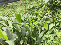 貴州,廣西草果批發市場報價#云南哪里有草果種子種苗賣圖2