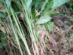 優質無柄草果供應-云南草果銷售來自文山無硫草果產地圖3