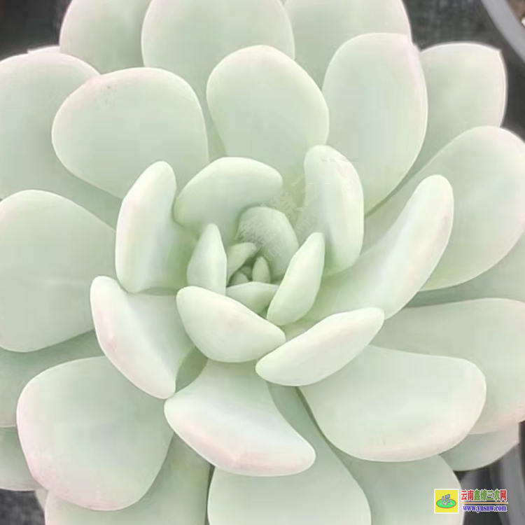 種植基地批發 植物批發價格表 云南批發廠家直銷