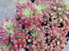 多肉種植基地布置圖 多肉植物批發基地在哪 云南多肉批發市場圖2