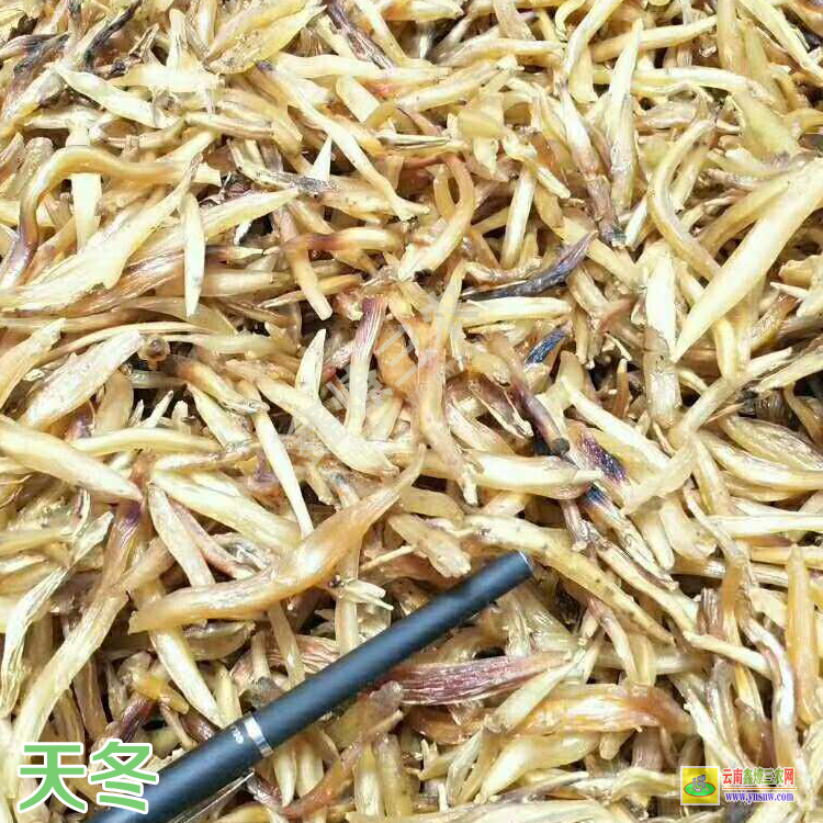 良種大天冬苗價格 天冬苗多少錢一棵 天冬苗可以吃嗎