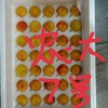 云南紅黃色鈣果苗價格 鈣果農(nóng)大5號 鈣果苗產(chǎn)地