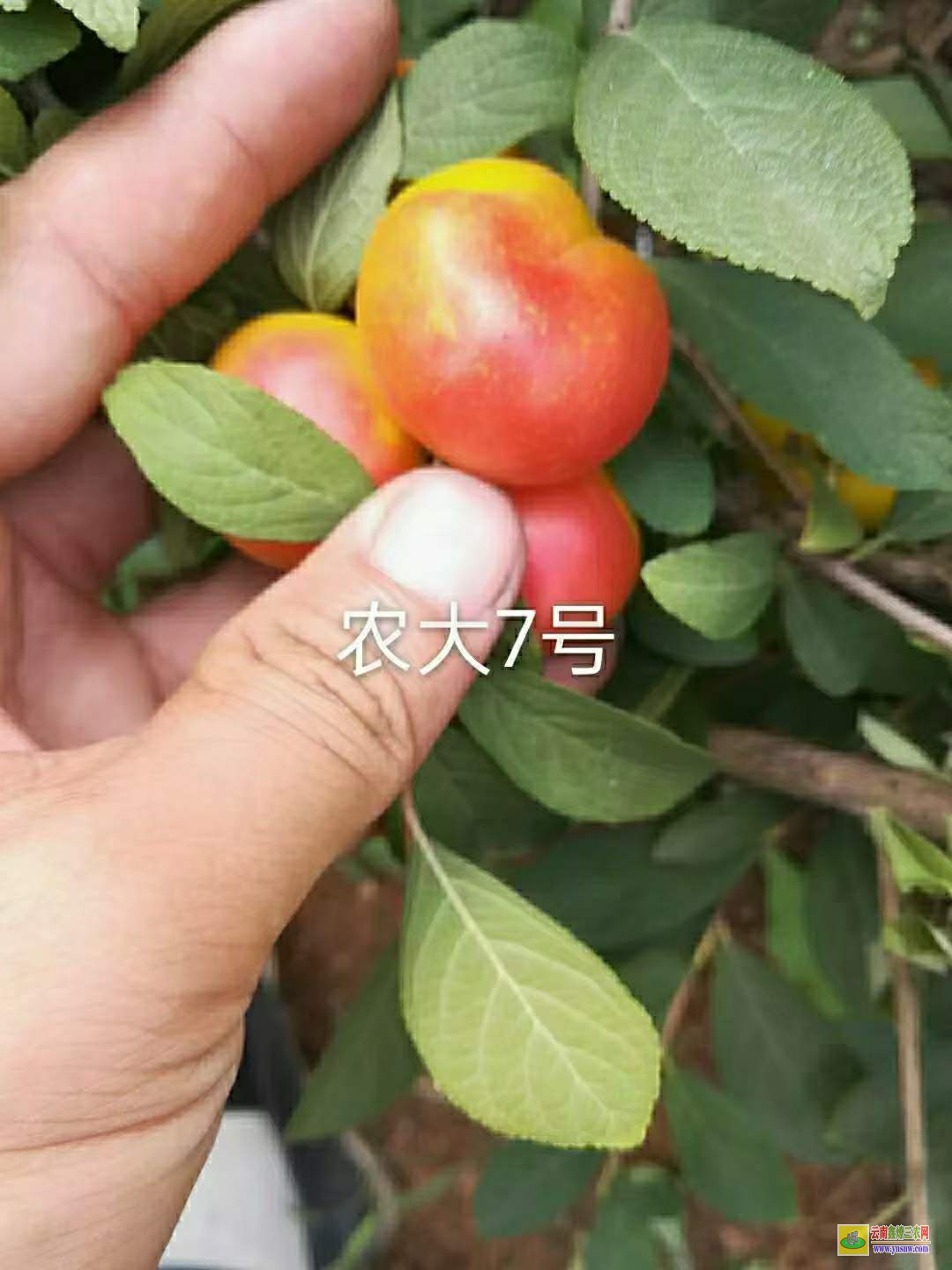 四川鈣果苗果樹小苗 鈣果農大5號 鈣果苗適合什么地方種植