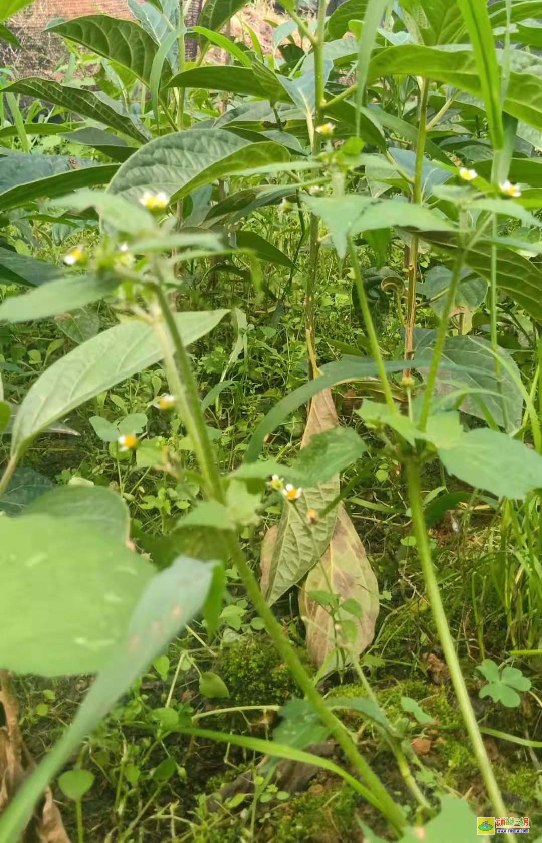 烏梅苗哪里有賣 種植市場前景如何 附種植利潤介紹！