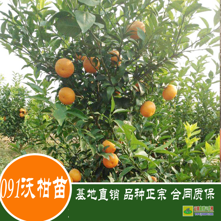 東川沃柑袋苗哪里有賣 沃柑苗到哪里買才真 正宗沃柑苗價格