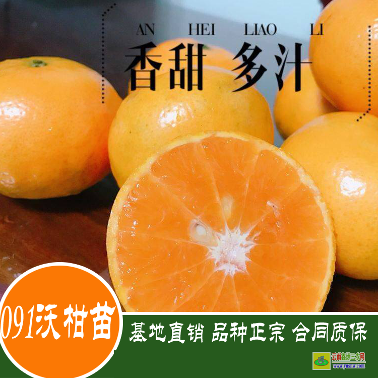 東川沃柑袋苗哪里有賣 沃柑苗到哪里買才真 正宗沃柑苗價格