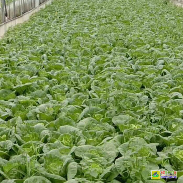 香筍苗多少錢一苗 白菜育苗包郵公司 白菜苗價(jià)格行情