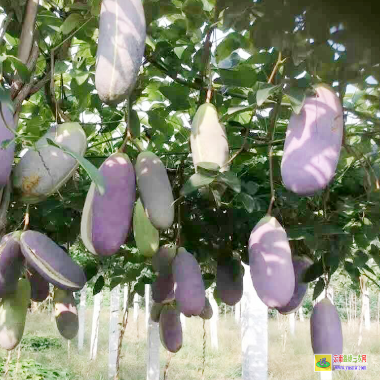 廣東八月瓜苗哪里有賣 八月瓜苗批發價格 八月瓜苗種植技術圖片