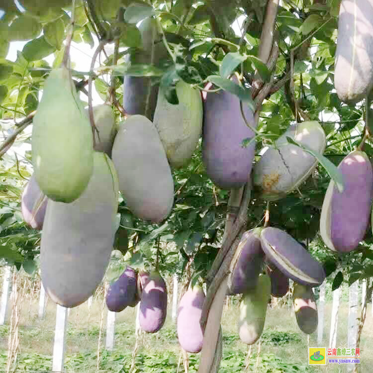 廣東八月瓜苗哪里有賣 八月瓜苗批發價格 八月瓜苗種植技術圖片