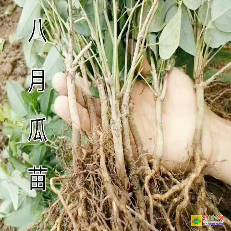廣東八月瓜苗哪里有賣 八月瓜苗批發價格 八月瓜苗種植技術圖片