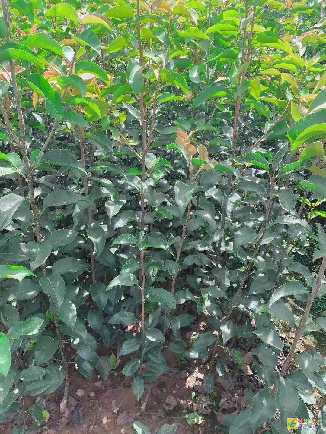迪慶紅梨苗多少錢一棵 新西蘭紅梨苗多少錢一棵 早酥紅梨苗價格及圖片