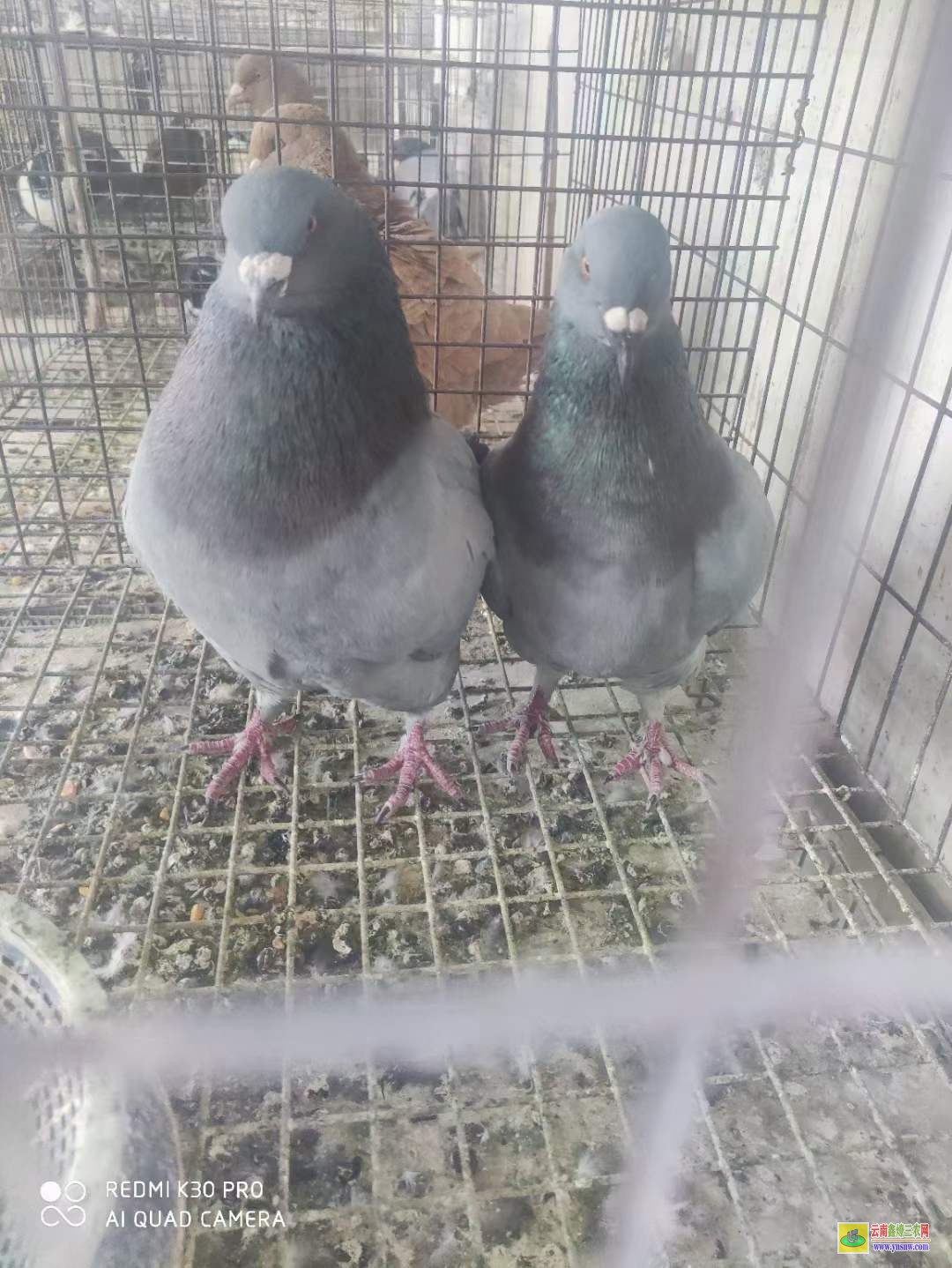 泰安觀賞鴿子多少錢一對 肉鴿批發價 白條肉鴿批發價