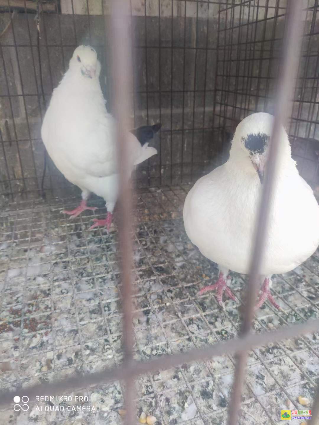泰安觀賞鴿子多少錢一對 肉鴿批發價 白條肉鴿批發價