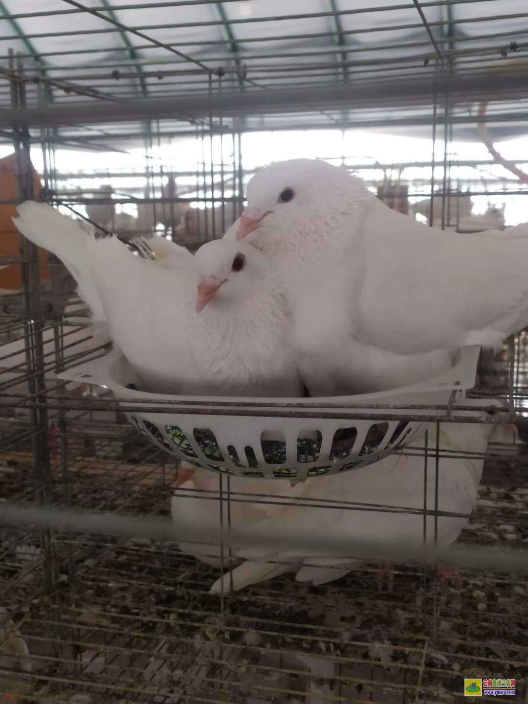 牡丹肉鴿價格一般多少錢 鴿子種鴿價格 肉鴿價格怎么樣